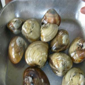  Recherche De Palourde(meretrix Meretrix Linnaeus) - poissons notre compagnie est à la recherche de la palourde (meretrix meretrix linnaeus)pour une commande d'un client.s'il est possible, veuillez m'envoyer les imformations plus précises à ma boite email de espaceagro.je vous reponds dans le bref délai, merci à tout le monde.