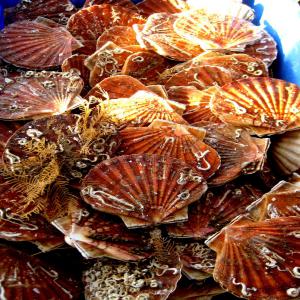  Coquille Saint Jacque Vendre - coquillage crustacé nous sommes en mesure de vous fournir des coquille saint jacques avec le meilleur de la qualité et très limitée en stock. notre service de livraison vous les faire parvenir encore très frais pour consommation et dans les meilleures conditions. arriver jusqu'à nous 