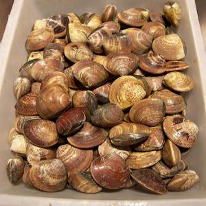  Achat Du Palourde Speciale - poissons notre compagnie est à la recherche de la palourde (meretrix meretrix linnaeus).veuillez m'envoyer les imformations précises à ma boite email de espaceagro.je vous reponds dans le bref délai.je me réjouis de votre collaboration. merci à tout le monde. --