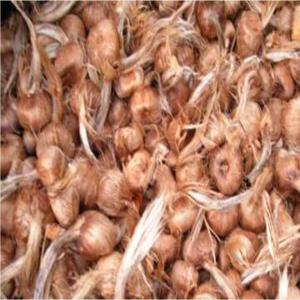  Bulbes De Safran - semence graine plant safranier vend bulbes de safran (crocus sativus).--calibre moyen de 9.--quantité disponible importante--(jusqu'à 100 000 bulbes).--analyse laboratoire attestant la qualité--des bulbes- nous contacter.----tarifs et quantité--0-500 bulbes- 0, 30 /bulbe--500-1000 bulbes- 0, 25