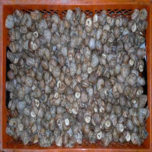  Helix Pomatia En Direct - animaux vivants bonjour,  nous vous proposons - 1) escargots (helix pomatia) de 1ere qualité. escargots vivants (mis en sommeil)- de a 25 tonnes. conditionnement -filets de 6/7 kg,  chacun de nos escargots pèse entre 16 et 22 g et l’expédition se fait dans des cartons ou dans des cagettes en plas