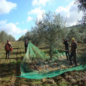  Huiles De D,olive Trés Bonne Qualite 10000litre - huiles huiles de trés bonne qualite pression a froid dunne trés bonne region,  des oliviers plus 100 ans remondes portugal