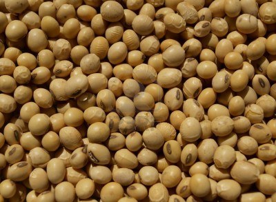  Soja Jaune - fruits secs et graines grillées j'ai du saja de bonne qualité a vent en cote d'ivoire au prix intéressante,  je vous prie de me contacter pour en savoir plus--au minimum 10, 20, 30, 40 tonne par commande ----je vous remercie 