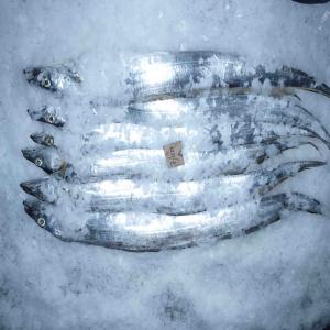  Ribbon Fish Filet Of Brotula Horse Mackerel - poissons we are--we specialize in exporting premium quality frozen fishes,  which is widely known for its freshness--and hygiene. our frozen fishes can be preserved for longer period of time --and have high nutritional value. the frozen fishes procured from senegal--are widely demanded in national as well as 