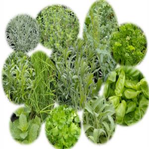 Partenariat pour plantes, herbes saharienne ALG - horticulture plante biocarburant cherche partenaire pour commercialiser des pam séchée en bio et en grande quantité.-romarin, thym,  armoise blanche et la menthe poivrée.--et mon production annuelle est 500 tonne de feuille sèche par année.