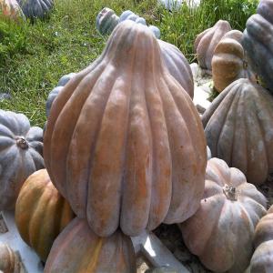  Courge Très Bonne Qualité - fruits et légumes je cherche un client intéressé par les citrouilles? courge et potirons. on dispose d'une quantité rès importante de courge tunisiens reconnu par sa qualité à vendre à un très bon prix