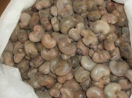  Noix De Cajou Brut - fruits secs et graines grillées bonjour chers acheteurs je vous informe que la collecte des noix de cajou a commencé et le prix d'un kg inclut le transport jusqu'au port de ziguinchor est de 350fcfa, pour tout information je suis à votre disposition, merci.cordialement, -- --
