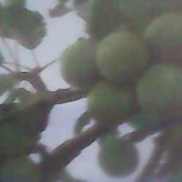  Du Pur Et Rafiner Beurre De Karité - matières grasses pour tout ceux qui sont a la recherche d'un fournisseur pour l'achat du pure et rafiner beurre de karité pour vos entreprises cosmétique.contacté nous a notre adresse sur le site quelque soit la tonne par mois et a un bon prix.