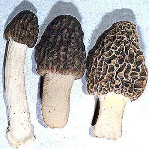  Recherche Morilles Séchées - champignon levure recherche pour le marché suisse des morilles séchées ainsi que des verpes de bohème. quantité nécessaires + de 100kg mensuel-------- ----recherche fournisseur de morilles séchées - 100 à 200kg par mois ------