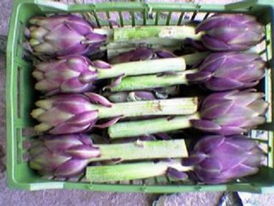  Artichaut Violet - fruits et légumes etant agriculteur dans le domaine d'artichaut violet possedant 20 hectare --souhaitant exporter  avec des prix interessante d'artichaut violet