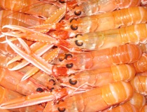  Langoustine, Homard Bleu, Tourteau Surgelé - coquillage crustacé nous commercialisons les crustac&eacute;s surgel&eacute;s pour les plateaux de fruits de mer avec des langoustines de petit bateau,  du homard bleu de casier,  du tourteau de casier,  du bulot,  etc ... et avons aussi du poisson noble de nos cri&eacute;es locales de peche de petit bateau (sole,  bar,  tur