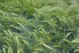  Recherche Partenaire Compétence Agroalimentaire - féculents bonjour--recherche un partenaire souhaitant s'investir physiquement et financièrement pour la création d'une entreprise artisanale dans la confection de pâtes alimentaires (ou autres)--je vais bientôt exploiter 150 ha de terre à haut potentiel notamment en blé