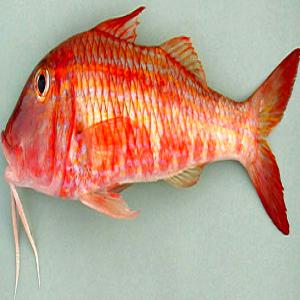  Poisson Afrique Congelé Ou Frais - poissons danton et  pargo (famille dorade rose),  burro et  sompat--(famille dorade grise),  chinchard,  bar mouchet&eacute;, --merou (thiof),  onbrine,  liche,  m&acirc;choiron, ,  sole langue,  capitaine,  sar ray&eacute;,  ex..------