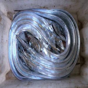  Morocco Ribbon Fish - poissons morocco ribbon fish ----hgt --price / 2.70fob agadir--package 10/20kg in box--mode payment cad tt --origine .morocco--