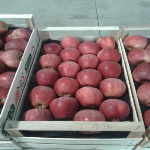  Golden Premier Choix - fruits et légumes gala et golden  sudtirolese et le red la quantite que vous voulez on accepte la lettre de credit transport jusqu'au port ghazaouet