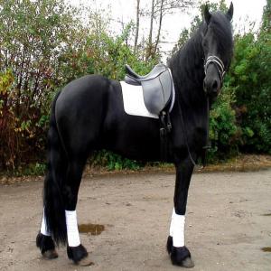  Cheval Bien Dressé Pour La Vente - animaux vivants cheval bien dressé pour la vente --hongre 2009 aqha fonds incitatifs oseille. engendré par triple les puces et à la sortie une impulsion en temps opportun,  une fille propre d'une impulsion soudaine. a été démontré légèrement dans le west