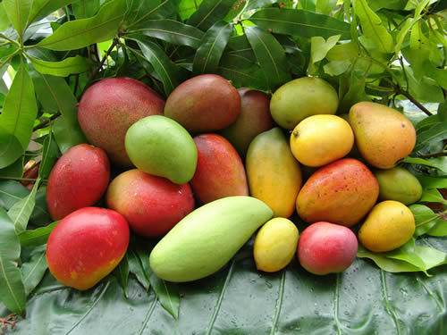 Mangue - Fruits et légumes de Nouvelle-Calédonie