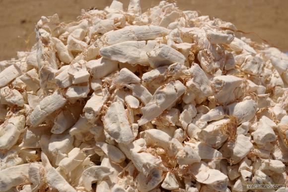  Pulpe De Baobab Et Huile Grosse Quantite Dispo - fruits secs et graines grillées je vous propose de la pulpe du fruit du baobab de tr&eacute;s bonne qualit&eacute; (avec analyse et fiche technique)ainsi que de l'huile de graine de baobab,  press&eacute;e &agrave; froid et filtr&eacute; !!! (avec analyse et fiche technique. grosse quantit&eacute; disponible. contactez moi pour les