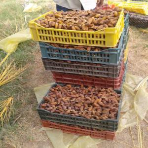  Dattes Deglet Nour Branchées - fruits secs et graines grillées producteur de dattes degla nour de bonne qualit&eacute; (100% bio). dattes deglet nour branch&eacute;es.--quantit&eacute; 200 tonnes--nous recherchons des clients s&eacute;rieux.