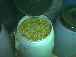  Câpre De Bon Qualité - conserve semi conserve nous sommes une soci&eacute;t&eacute; sp&eacute;cialis&eacute;e dans la production et commercialisation de c&acirc;pre,  exportons en vrac selon le choix de nos clients, c&acirc;pre bien s&eacute;lectionn&eacute; et calibr&eacute;.