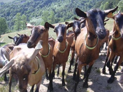  Chevres,a L'export - animaux vivants je cherche fournisseurs de 1500 chevres suisse pour le mois de juillet a septembre 2013 sur le port d'alger , faite moi vos offres en cfr.