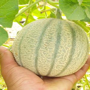  Melon Galia,cantaloup, ,pasteque - fruits et légumes nous somme en condition de recolt&eacute; les pasteque , les melon, pour tous importaeur , societe interres&eacute; , n'hesit&eacute; pas a nous contacter