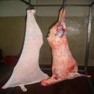  Viande Bovine Ovine Caprine Halal - viandes et oeufs nous somme un societ&eacute; espanole,  nous commercialisons des carcasses d´agneau halal de 13 a 16 kg.--s abstenir non serieux--salutations