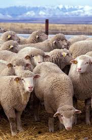  Mouton,agneaux - viandes et oeufs nous somme une societ&eacute; espagnole, nous comercialisons des agneaux de race fino, merino etc d´un poids entre 30 a 40 kg et on peux preparer des poids superieurs selon demande.--pour plus d´informations , n´h&eacute;sitez surtout pas á nous contacter.--salutations 