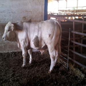  Bovins ,veaux Charolais,limousine Croisés - animaux vivants nous somme une societé espagnole, nous comercialisons du bovins ( boeuf et veaux) d un poids de 550 +/- 10% kg avec des quantités illimité prefrences a des vente de 800 a 1000 tetes.--nous visons les pais, suivant( libia, arabie saoudite, liban, algerie, tunisie, iraq, qatar,  jordanie, k