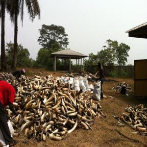 Corne De Vache Et Peau De Vache Salé à Vendre 1000000 Cameroun Producteur Recherche De Client Espaceagro
