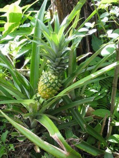  Entreprise Agricole Recherche De Partenaire - fruits et légumes bonjour mr / mme----nous sommes une entreprise agricole située dans le departement de zou . nous sommes à la recherche de partenaire pour la commercialisation et la distribution ou la vente de nos  noix de palmiste non concasséeou autres fruits comme les arachides de qualit&eacu