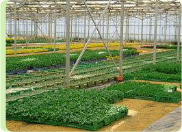  Primplants Producteur De Plants Suisse Romande - semence graine plant primplants - producteur de plants suisse romande--depuis plus de 30 ans,  primplants produit plus de 200 sp&eacute;cialit&eacute;s de plantons de l&eacute;gumes et fruits.--sur commande et sur stock,  tout au long de l'ann&eacute;e.