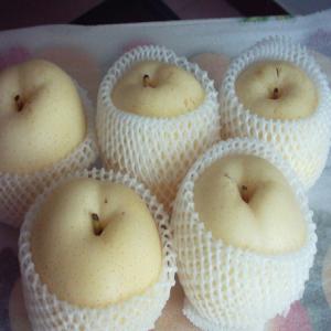  Poire De Neige, Maïs Et Blé Chinois Importation - fruits et légumes bonjour,  nous sommes une société import-export en france,  nous avons planté 40 hectares de blé, poire de neige et maïs en chine dans la province de hebei où à côté de pékin,  bio et qualité bien,  prix usine, actuellement,  nous voulons cherch