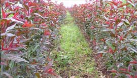  Plants D'olivier Et Argumes - horticulture plante biocarburant nous sommes une société de production de plants d'olivier et agrumes et ornementales en pots,  on vous mets à votre disposition notre savoir faire avec différentes variétés et différents tailles de plantes 