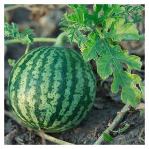  Pastèques Variéte Crimsun Sweet En Déstockage - fruits et légumes je mets a votre disposition au moins 80 000 fruits de pastèques de variété crimsun sweet a un prix unitaire de 6$ discutable et de trè boe qualité? me contacté 