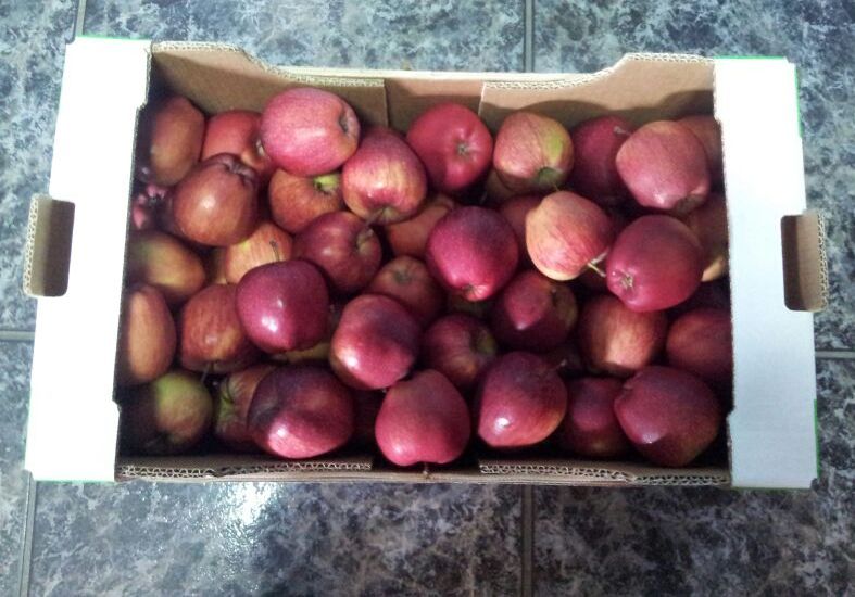  Pomme Portugais - fruits et légumes pommes portugaise excellente qualit&eacute;,  cueillette 2016--disponible en grand quantit&eacute;.--diverses vari&eacute;t&eacute;s et calibres - fuji,  golden,  red chief,  royal gala,  starking.--disponibilit&eacute; de conditionnement au choix.----nous restons &agrave; votre disposition pour vous rec