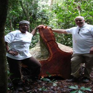  Bois Du Cameroun - bois charbon fibre - marque - toute soete du bois--nous recherchons des clients, en algérie,  tunisie,  et libye. pour acheté du très bon bois de toute essences venant d’afrique au cameroun. - marque - moabi,  padouk,  sapelli,  azobé,  doussié,  tali, okan notre entreprise implantée &