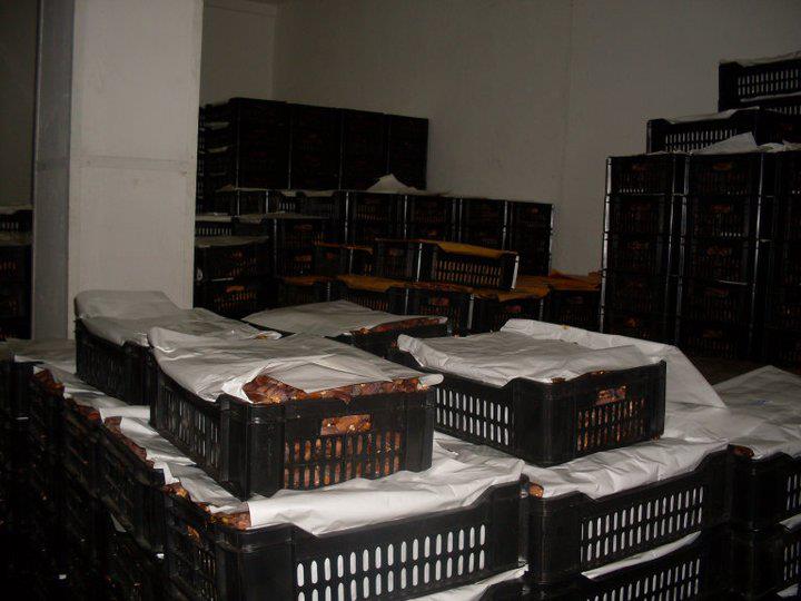  Fournisseur Pommes, Dattes - fruits et légumes je suis un fournisseur tunisien de pommes et dattes.--veuillez me contacter pour toutes informations sur les stock disponibles.----merci