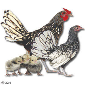  Volailles D'ornement - animaux vivants bonjour--je suis un &eacute;leveur de poule d'ornement si vous avez int&eacute;resser j'ai de contiter et des race pure et d&eacute;f&eacute;rent--merci