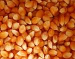  Vente De Maïs, Et Autres Céréales - céréales nous mettons en vente 2500 tonnes de maïs récolte 2012-2013 et aussi d'autres céréales à des prix très concurrentiels. quantité immédiatement disponible.----toutes les options sont possibles. 