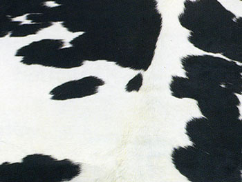  Peaux Brute De Vaches,mouton Et Chèvres - Industrie exploitation nous sommes un société un société de fournisseur actuellement nous cherchons des sociétés  qui achétent des peaux brutes de moutons, vaches et chèvres et aussi nous avons un stock de 180 tonnes de ferrailles.