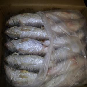  Offre Produit Afrique Europe - poissons offrons divers produits afrique machoiron, sompatte, ombrine, thiekem, pelon, --produit europe--poulpe, seiche, sole, ombrine, --posiibilite de travailler sur lc egalement, --contact- 