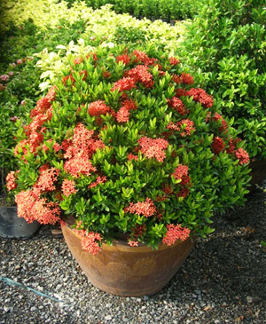  Plantes Ornementales Vendre - horticulture plante biocarburant nous sommes fournisseurs de différentes espèces de plantes ornementales à travers le monde. nos usines sont de grande qualité et nos prix sont les meilleurs pour savoir. nous faisons la livraison par avion pour de plus petites quantités et par mer pour la quantit&e