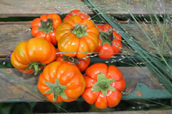  Semence Aubergine - semence graine plant semence de aubergine ndrowa issia en sachets de 200 et 400 grammes correspondant respectivement à 1/2 et 1 hectare de pieds d'aubergine,  soit 31250 plants par hectare