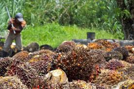  Huile De Palme Du Benin - huiles huile de palme du benin--nous somme une entreprise de production d'huile de palme de très bonne qualité ; nous avons la capacité de production annuelle environ 300 tonnes d'huile de palme (cpo)--et 350 tonnes d'huile palmiste( pko) nous produisons également des tourteaux 