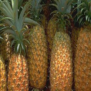  Ananas Frais Du Bénin - fruits et légumes vente ananas frais du bénin--ananas frais cayenne lisse de poids moyen 1, 5 à 2 kg,  produits dans de très bonnes conditions et respectant les normes européennes
