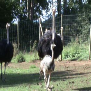  Achat Vente Autruche,viandeet Cuir - viandes et oeufs annonceur de tunisie--producteur de viande d'auruche,  graisse,  plumes,  cuir --achat vente d'autruche et autruchon --  