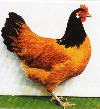  Oeuf De Consommation En Stock - viandes et oeufs oeuf de poule pour la consommation, emballe dans des alveoles et conditionne en carton.--oeuf a couver pour elevage de poulets de chair et ponte.--nos produits sont la reference de la qualite et du prix.