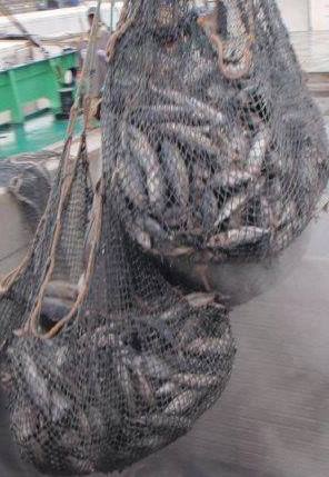 Seafrozen And Agriculture Foods - poissons tuna offer- yellowfin +10kg up( thunnus albacares) 200 to 300mt and skipdjack 1.8 kg up 500mt( katsuwonus pelamis) fao 34,  available at the moment-for any informations please contact....