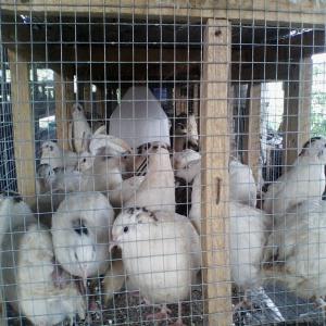  Oeuf De Caille Du Jour - viandes et oeufs nous sommes le numéro 1 de cailles en côte d'ivoire et avons plus de 10000 cailles,  cailleteaux. nous recherchons de vrai consommateur d’œufs de caille et de caille pour un programme d'approvisionnement régulier,  frais,  bouilli,  grillé,  braisé,  piqué,  q